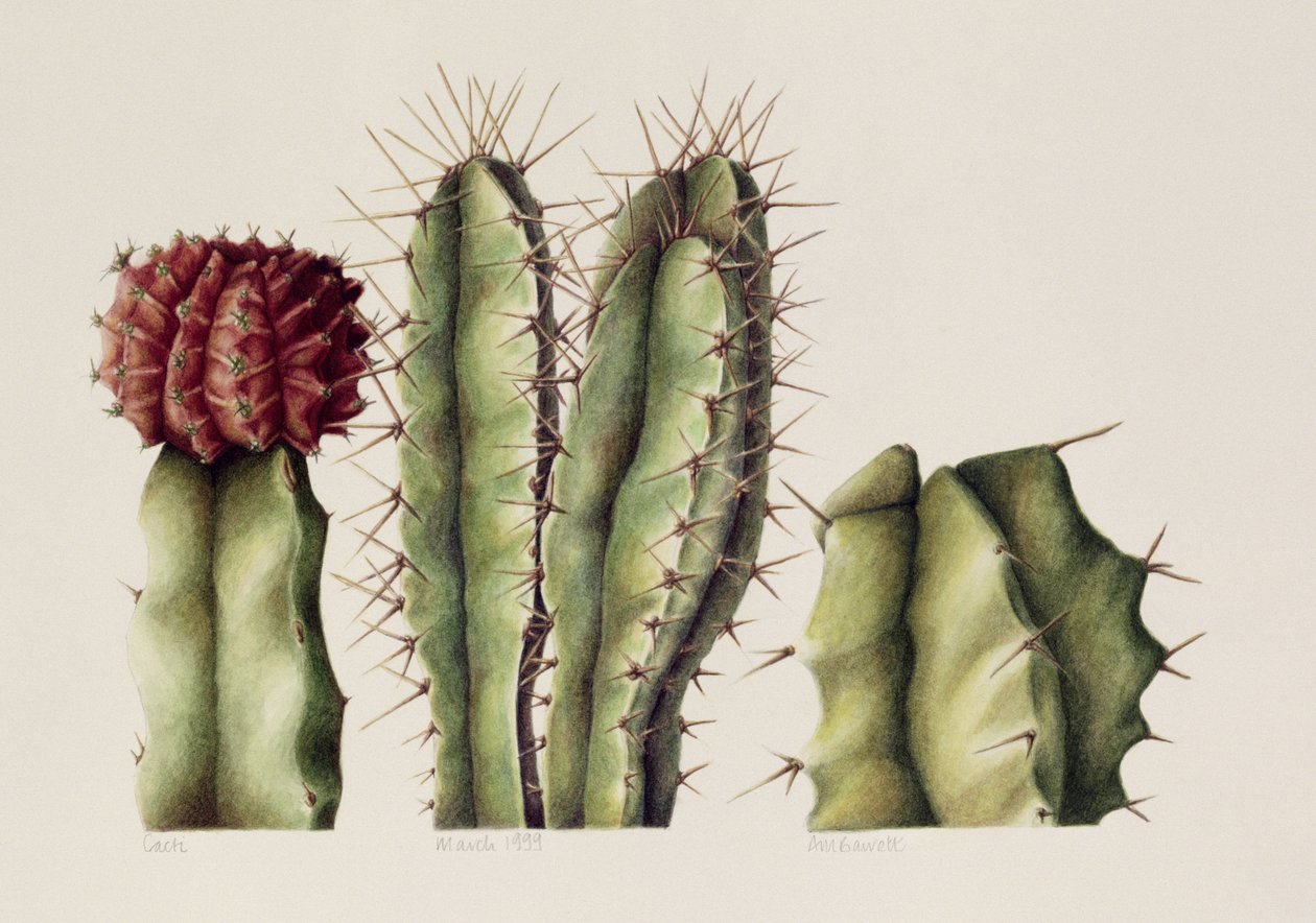 Cactus, 1999 da Annabel Barrett