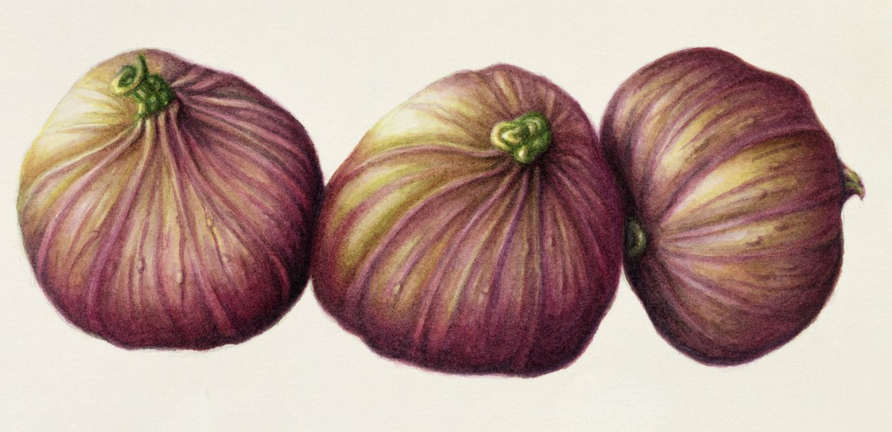 Fichi, 2001 da Annabel Barrett