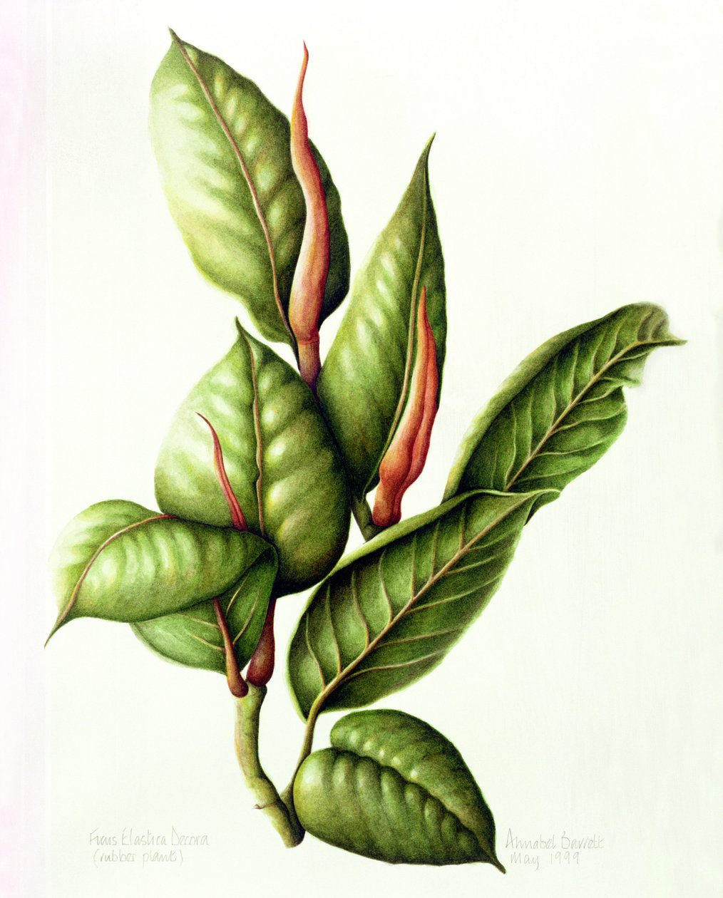 Pianta di Gomma, 1999 da Annabel Barrett