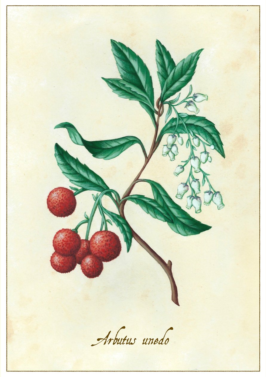 Arbutus unedo da Annalisa Morrocco