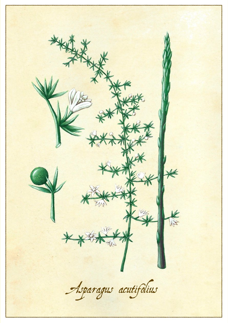 Asparagus acutifolius da Annalisa Morrocco