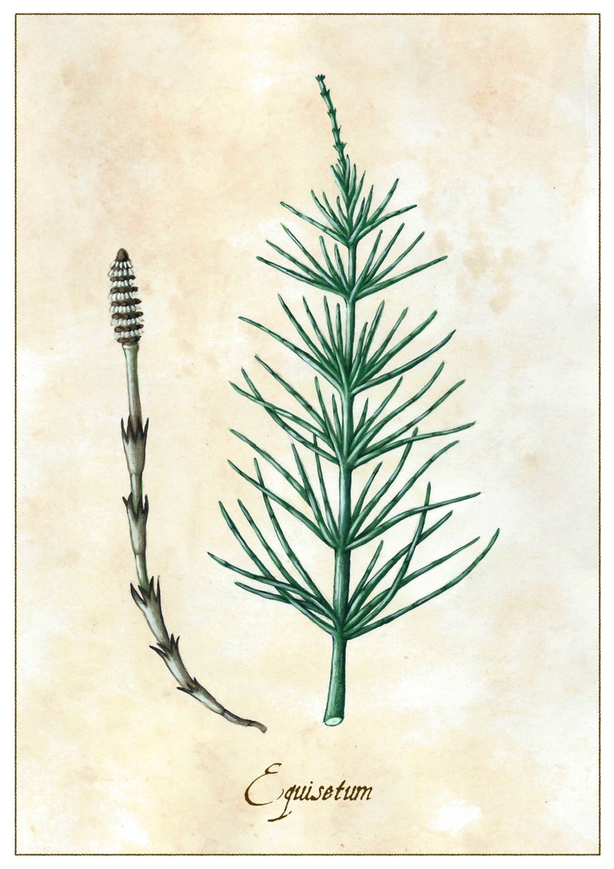 Equisetum, 2015 da Annalisa Morrocco
