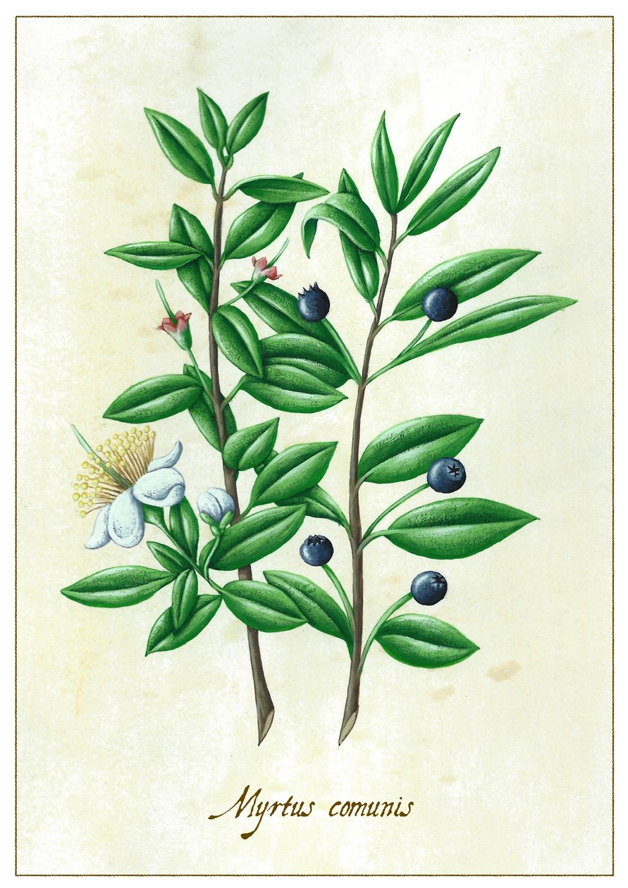 Myrtus communies, 2015 da Annalisa Morrocco