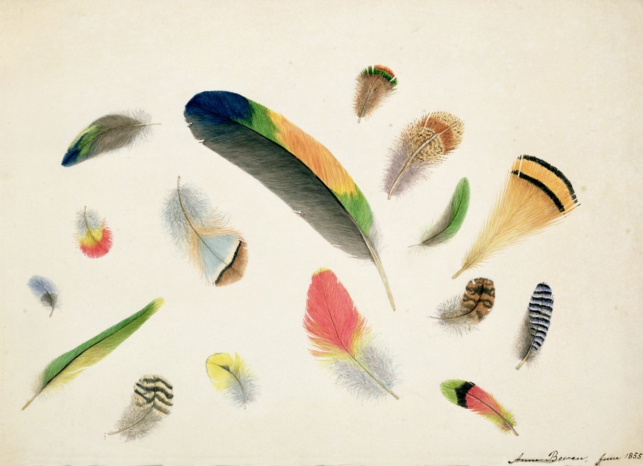 Studi di piume, 1855 da Anne Bowen