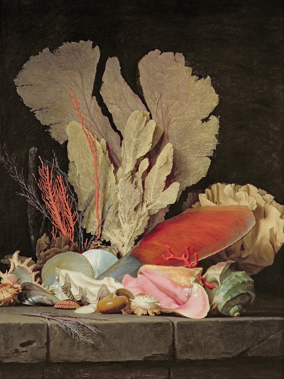 Alghe, litofiti e conchiglie da Anne Vallayer Coster