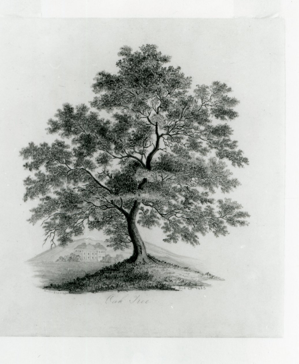 Albero di quercia da Anne Bronte