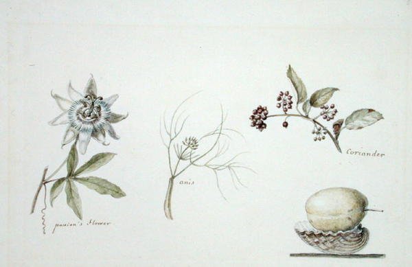 Fiore della passione, anice e coriandolo da Anne Marguerite Hyde de Neuville