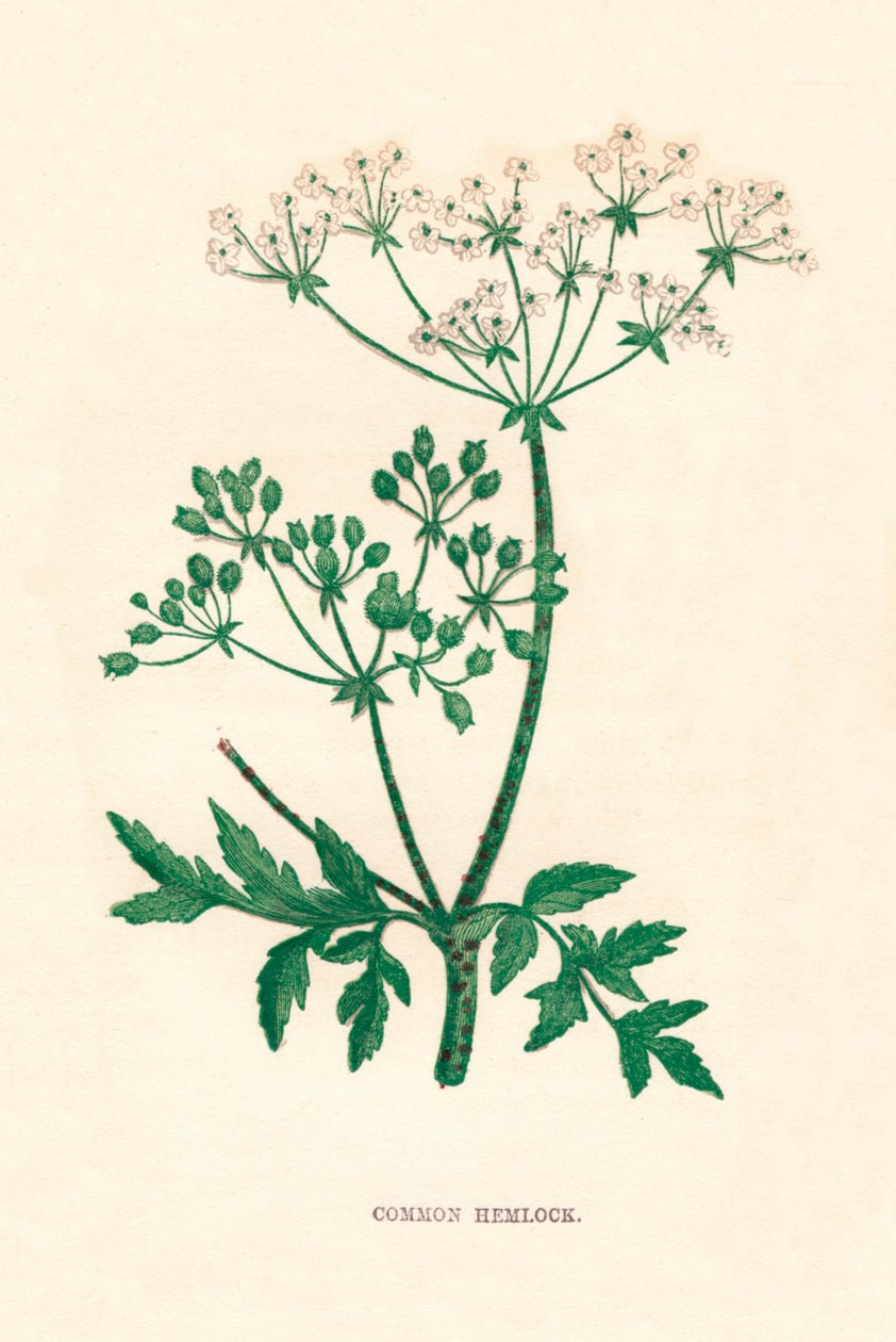 Cicuta comune, c. 1891 da Anne Pratt