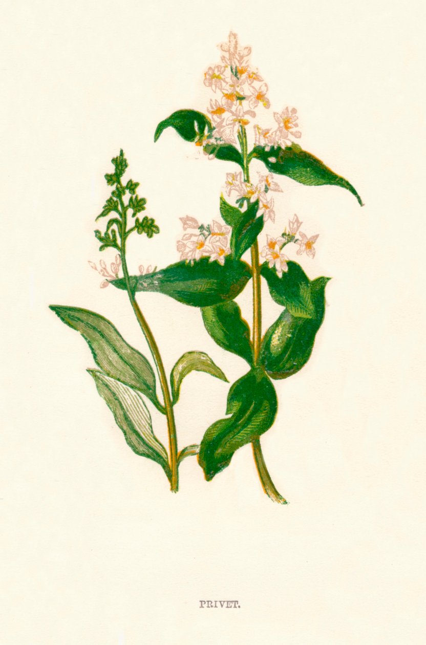 Ligustro, c1891, 1891 da Anne Pratt