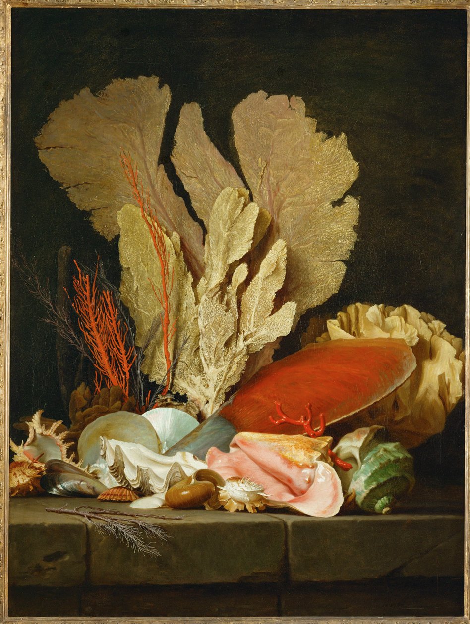 Panaches de mer, lithophytes et coquilles - Natura morta con conchiglie e coralli ... da Anne Vallayer Coster