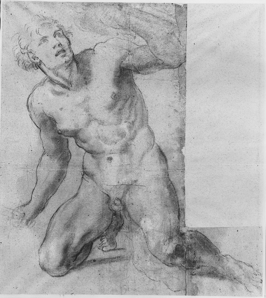 Studio per Phineas - Galleria Farnese da Annibale Carracci