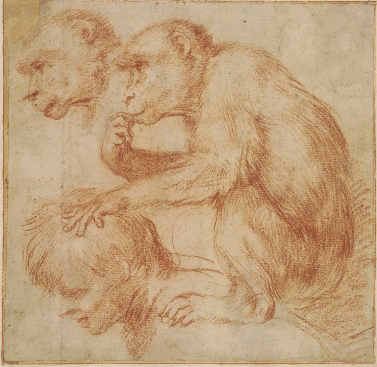 Carracci - Una scimmia sulle spalle di un uomo di profilo a sinistra e uno studio del suo volto, studio per un dipinto Gesso rosso, Ff,2.115 da Annibale Carracci
