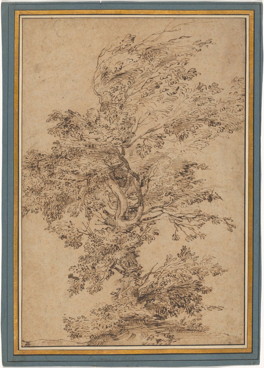 Studie eines Baumes da Annibale Carracci
