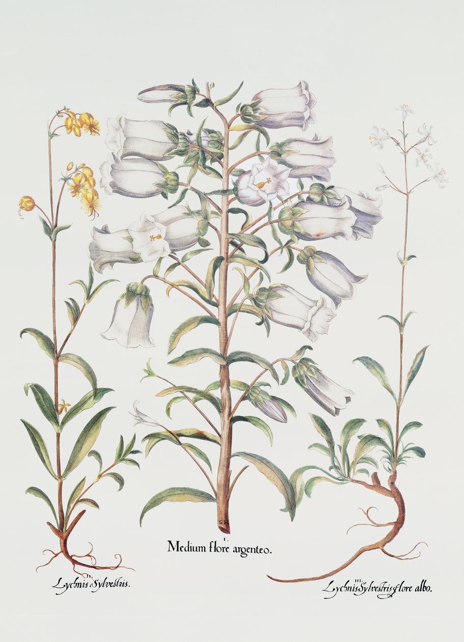 Campanula, Tedesca, XVIII secolo da Unbekannt Unbekannt