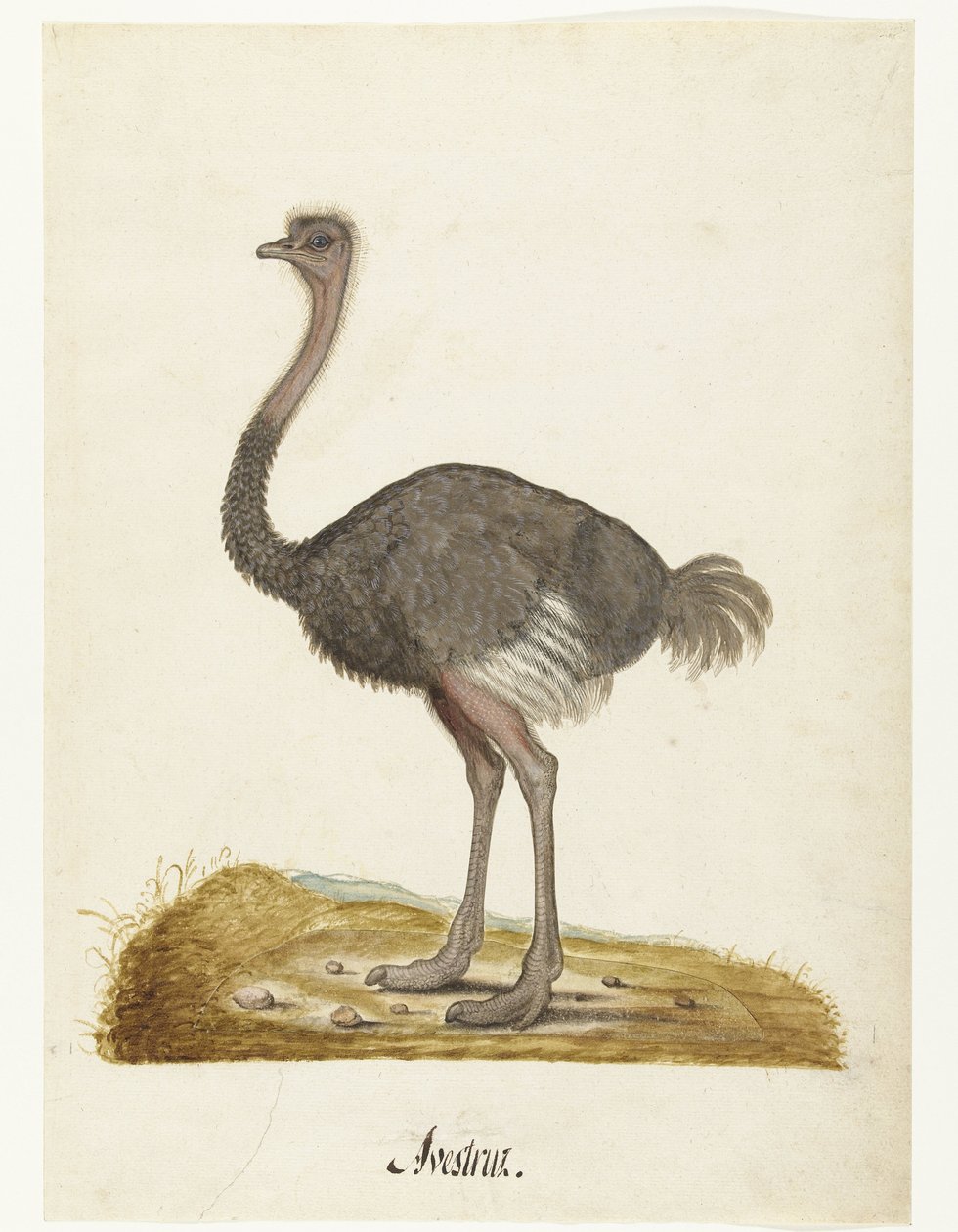 Foglio d
