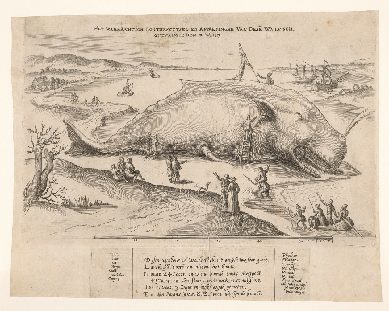 Balena arenata ad Anversa, 1577 da Anonymous
