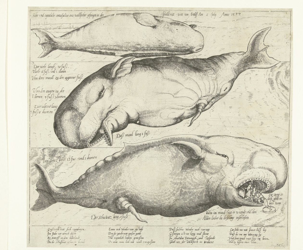 Balena arenata vicino ad Anversa, 1577 da Anonymous
