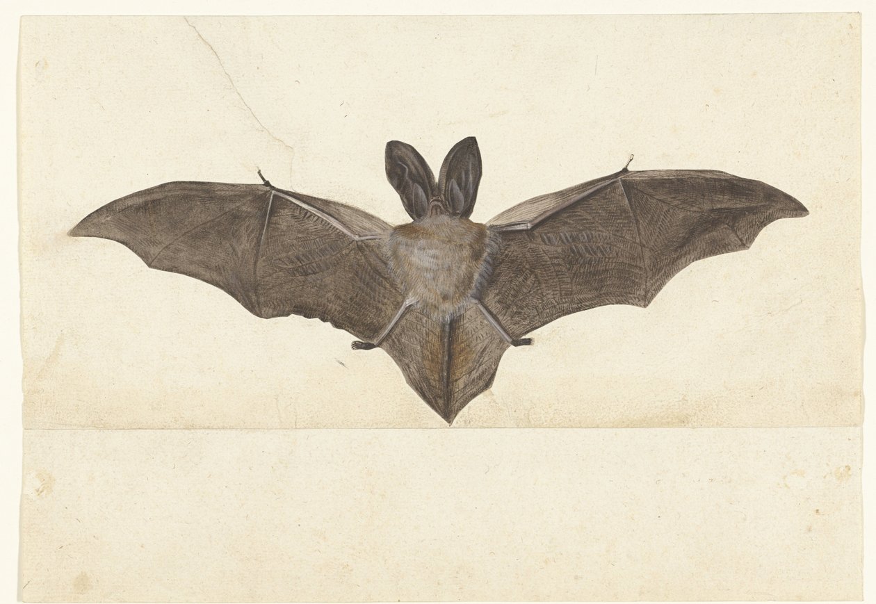Pipistrello dalle grandi orecchie (Album Lombard) da Anonymous