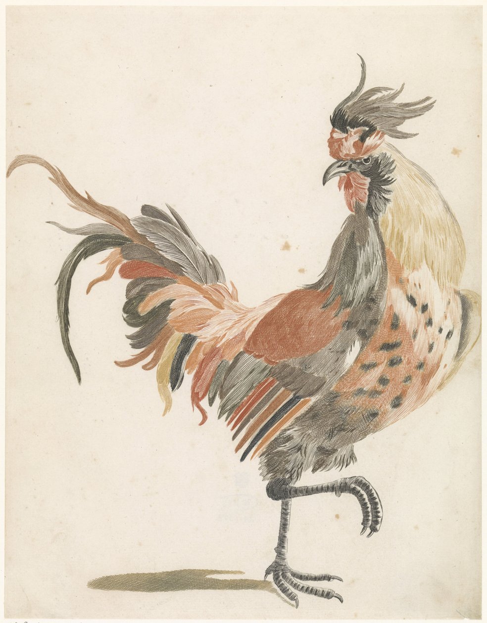 Gallo che cammina verso destra (versione B) da Anonymous