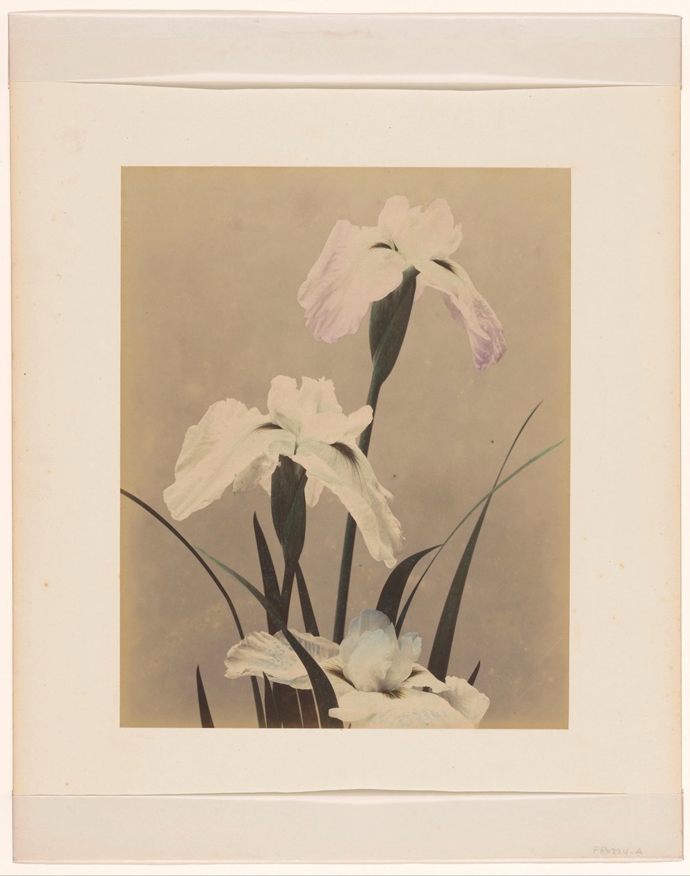 Iris da Anonymous