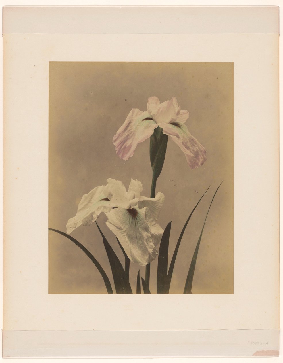 Iris da Anonymous