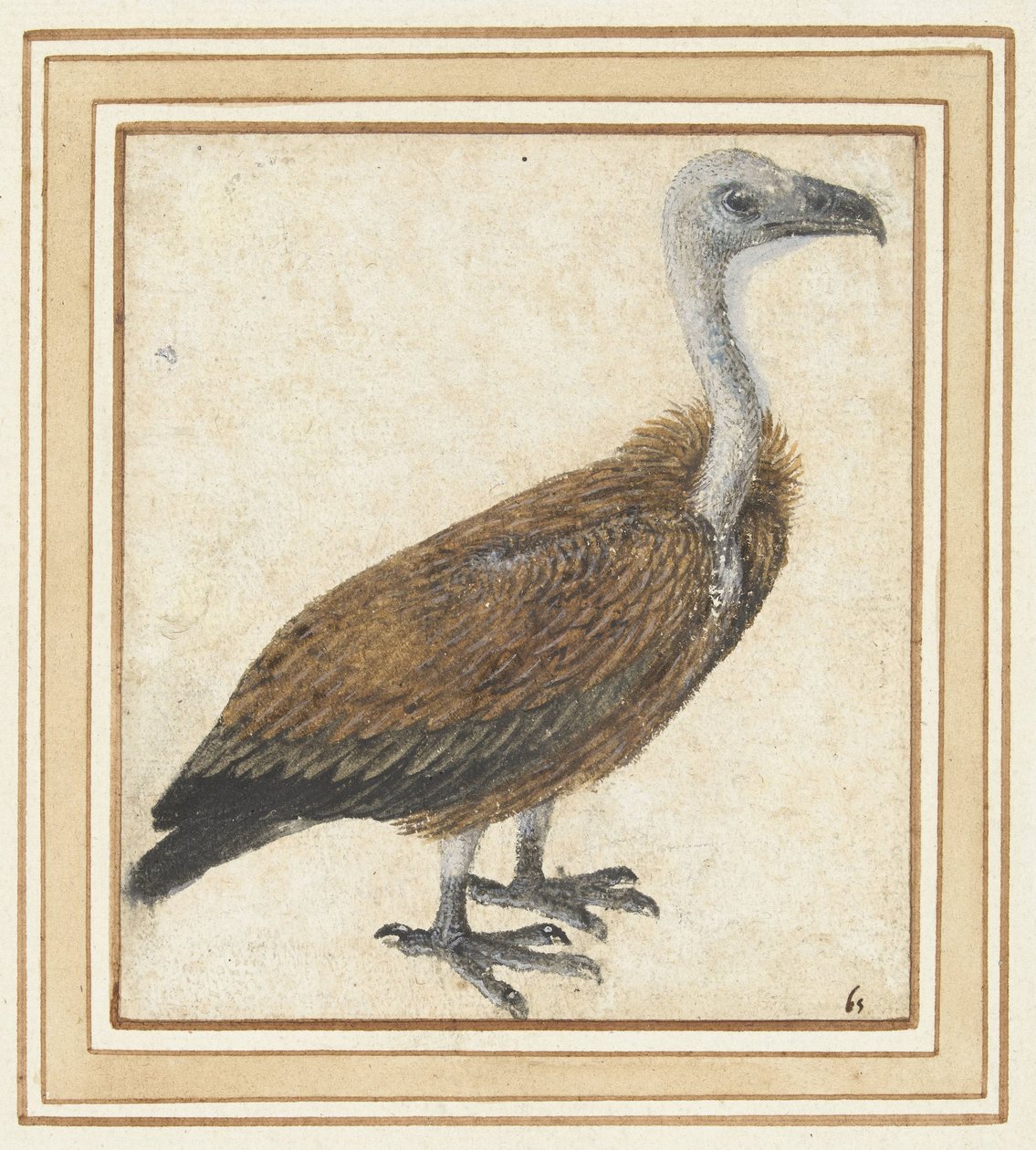 Giovane avvoltoio grifone (Gyps fulvus) da Anonymous
