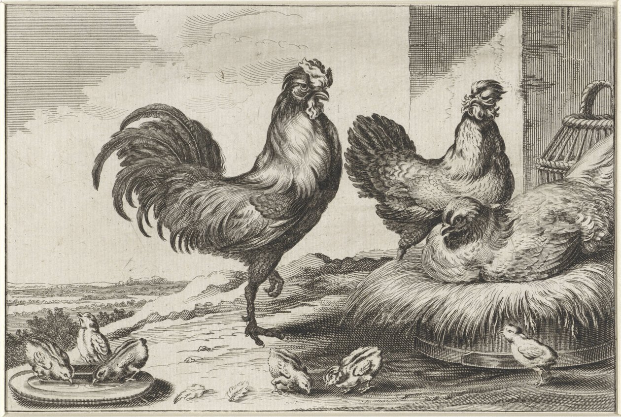 Gallina, galli e pulcini (serie Diversae avium species, Verschillende vogels) da Anonymous