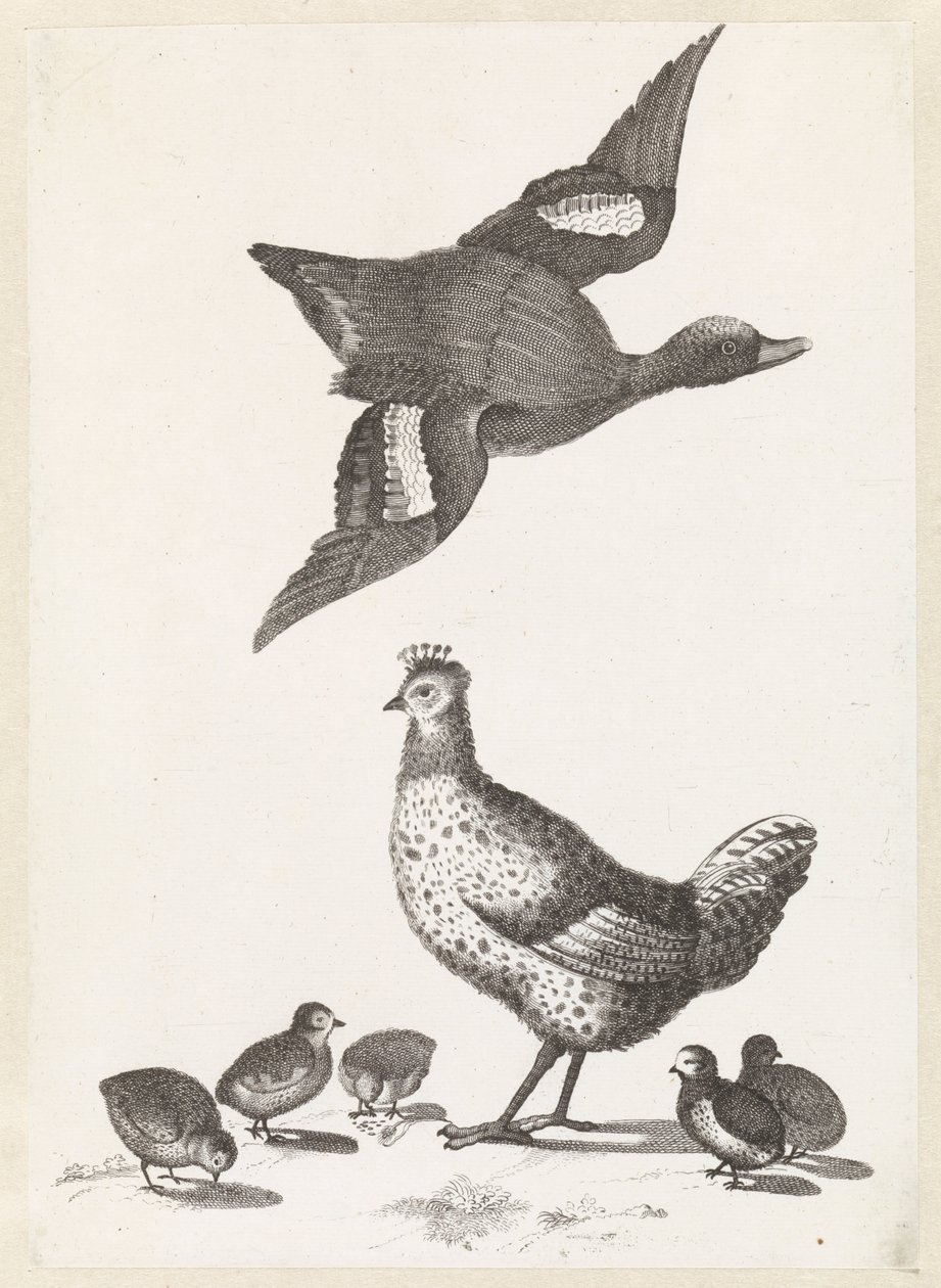 Gallina con cinque pulcini e un