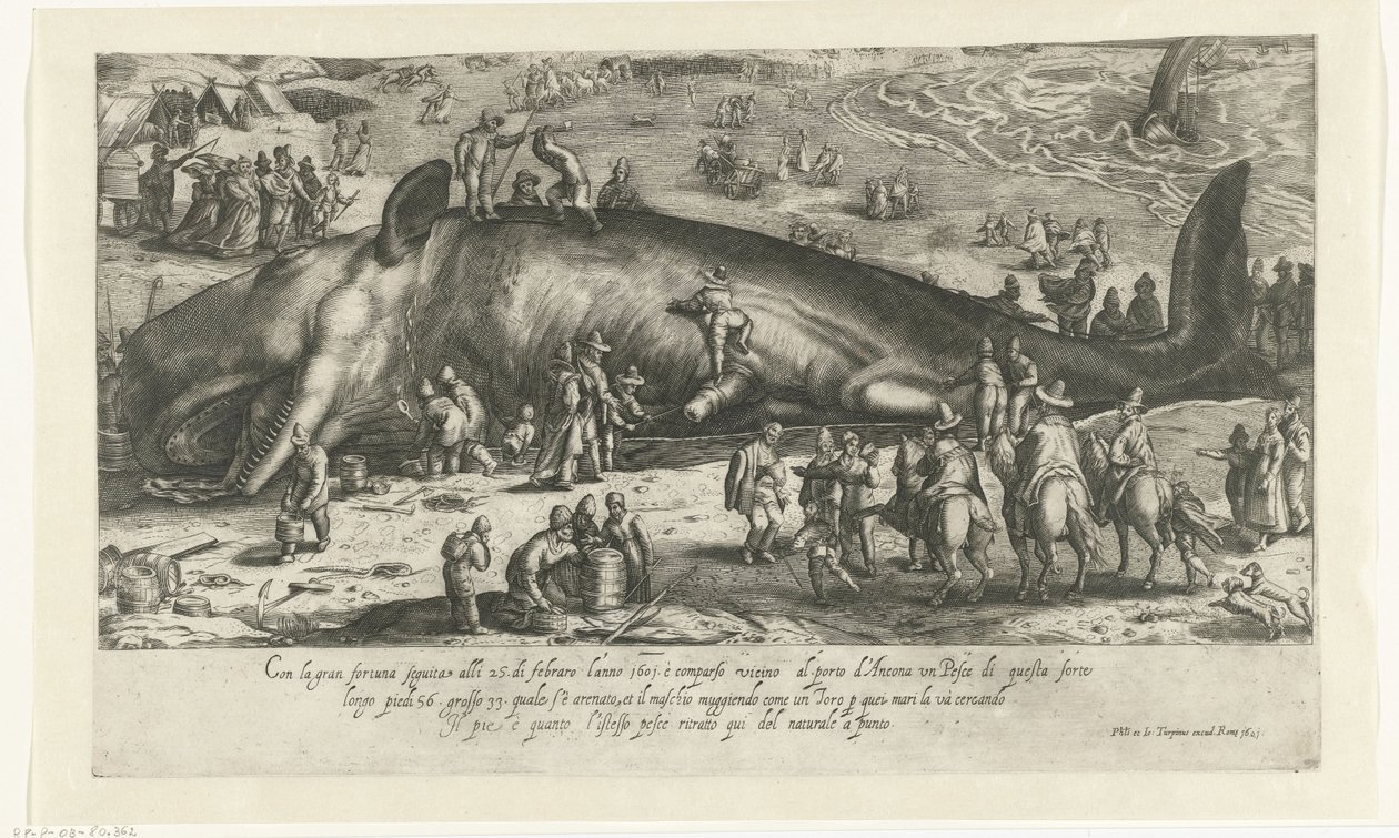 Copia della balena arenata a Berckhey nel 1598 come la balena arenata ad Ancona nel 1601 da Anonymous