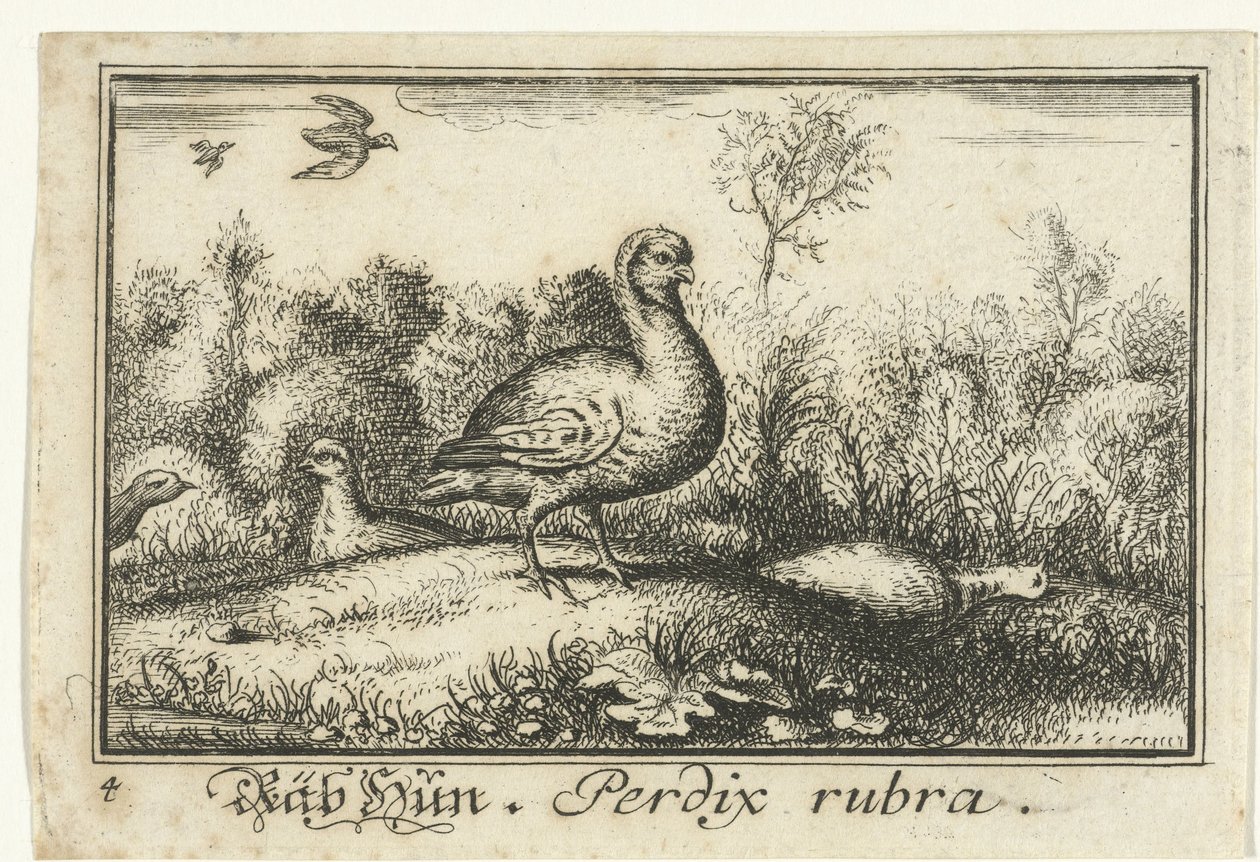 Paesaggio con pernici
Räb Hun, Perdix rubra. (titolo sull