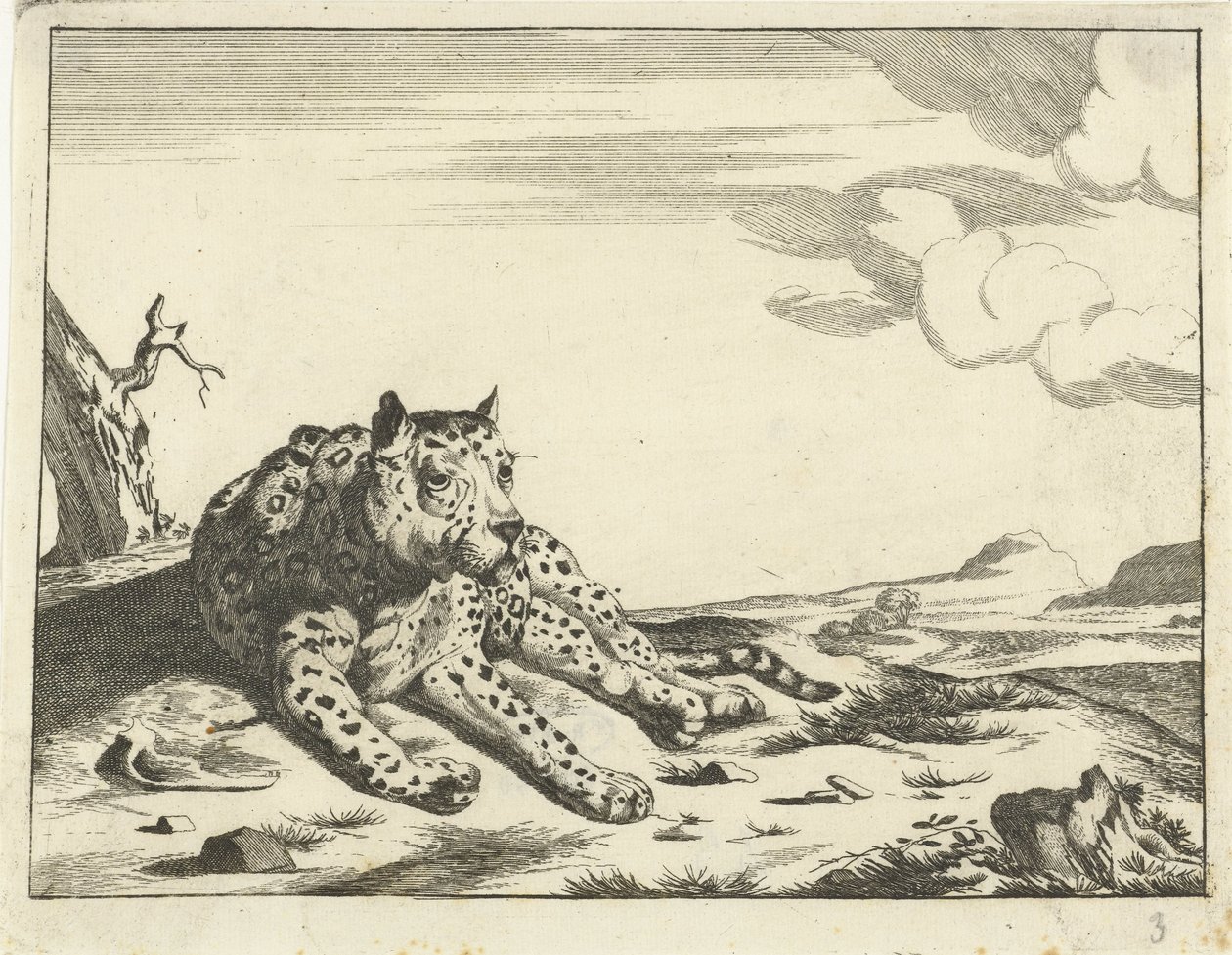 Leopardo sdraiato, visto di fronte, zampe a destra da Anonymous
