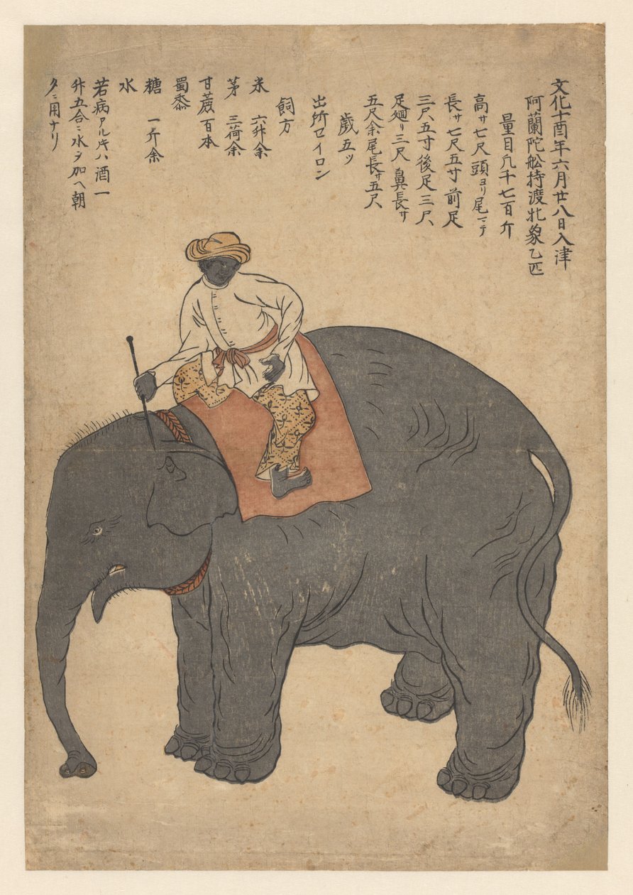 Elefante portato da una nave olandese nel 1813 da Anonymous