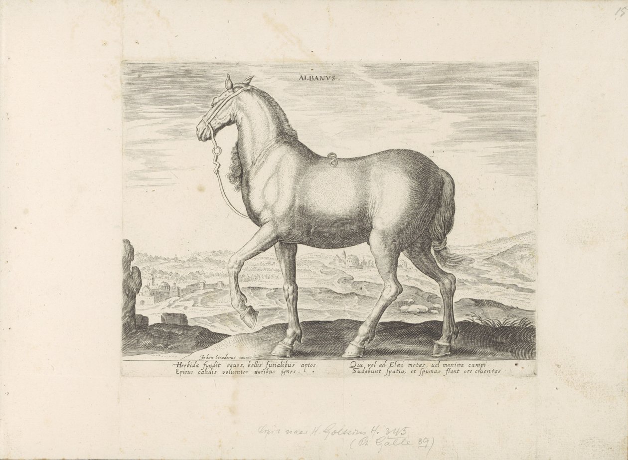 Cavallo dall