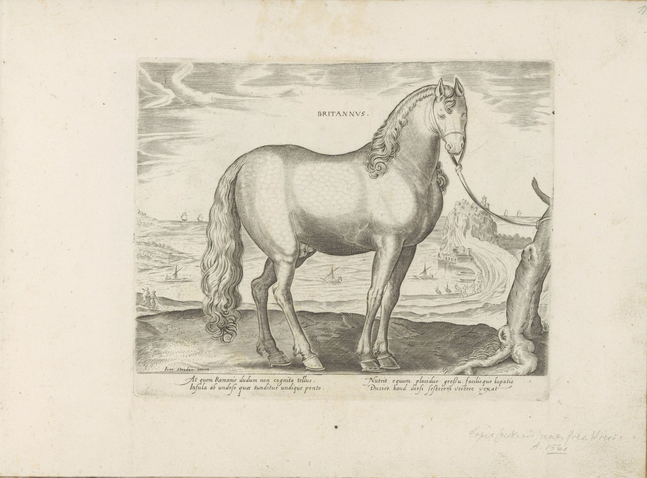 Cavallo di Bretagna da Anonymous