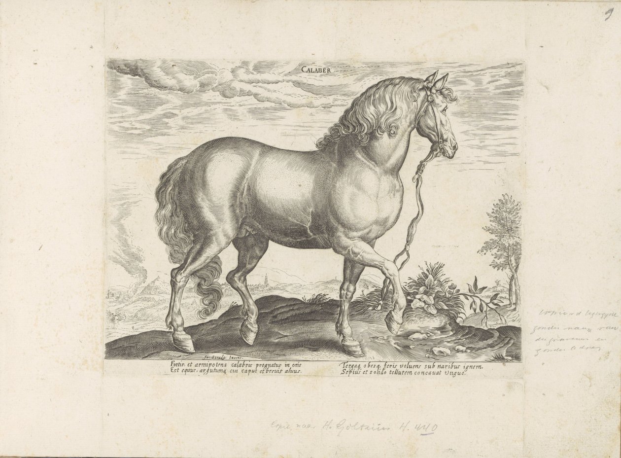 Cavallo della Calabria da Anonymous