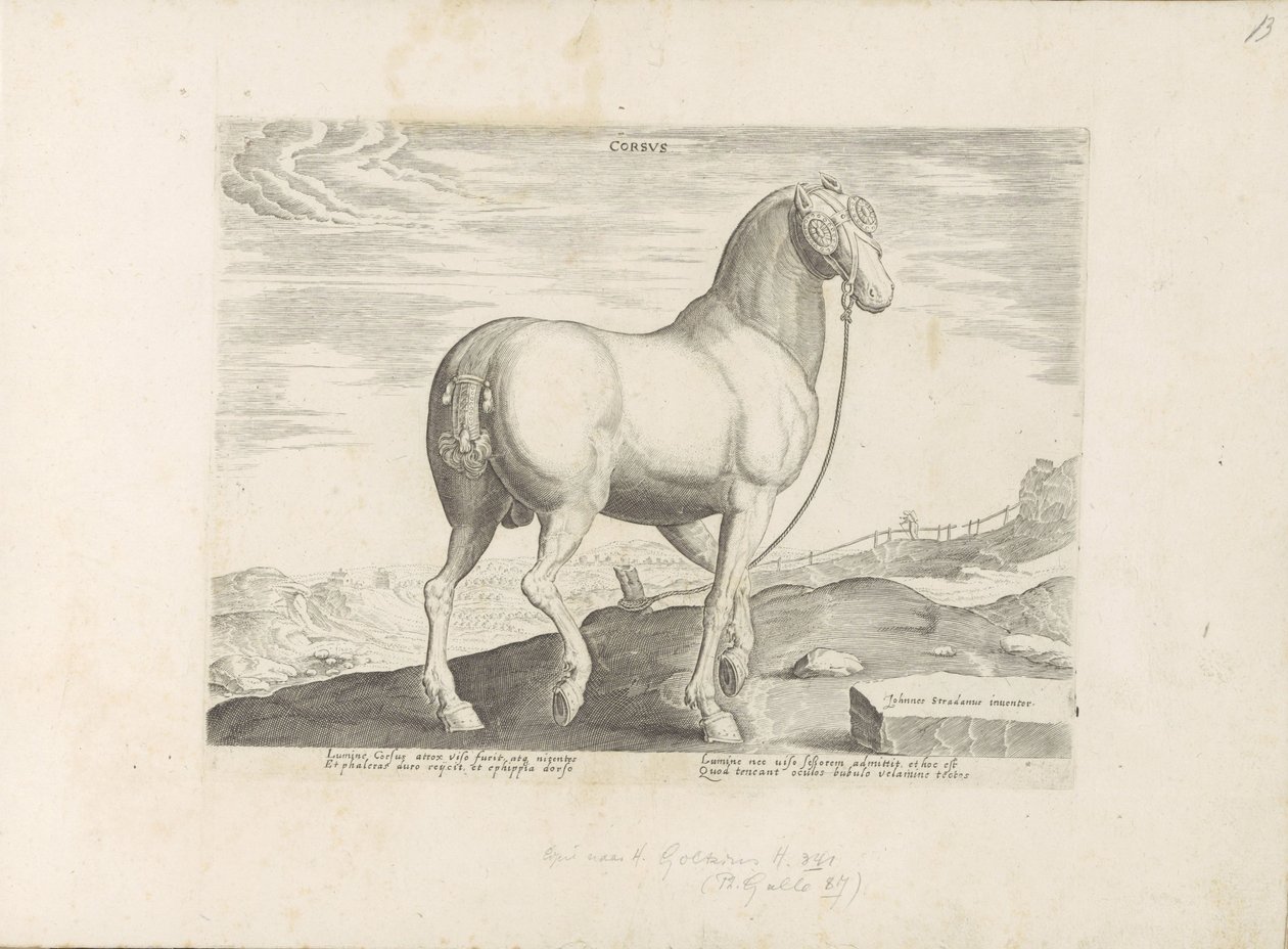 Cavallo della Corsica da Anonymous