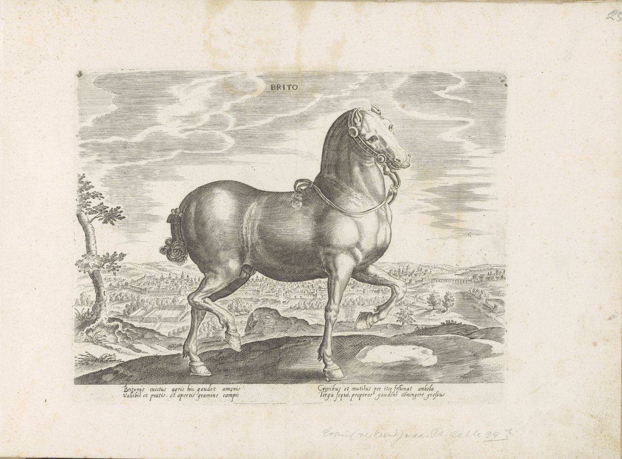 Cavallo d