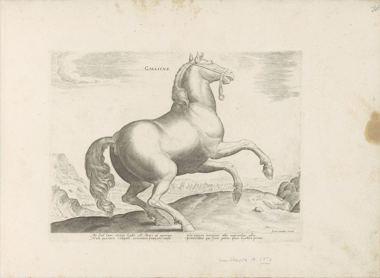 Cavallo dalla Francia (Razze di cavalli dalle scuderie reali di Don Giovanni d