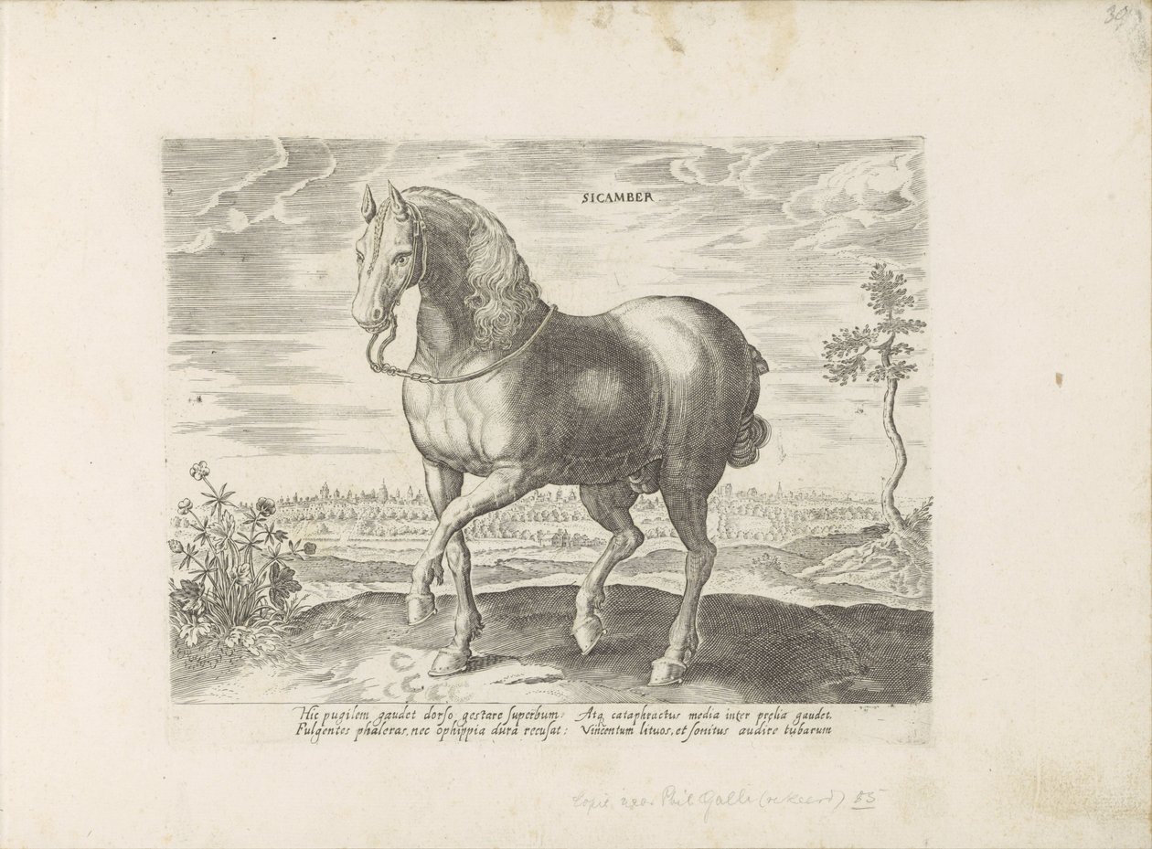 Cavallo di Gelre (serie: Razze di cavalli dalle scuderie reali di Don Giovanni d