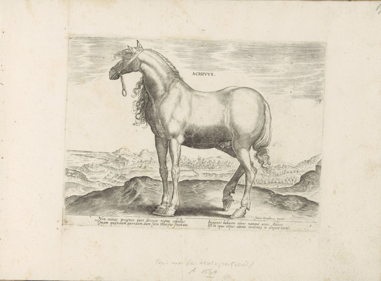 Cavallo dalla Grecia da Anonymous