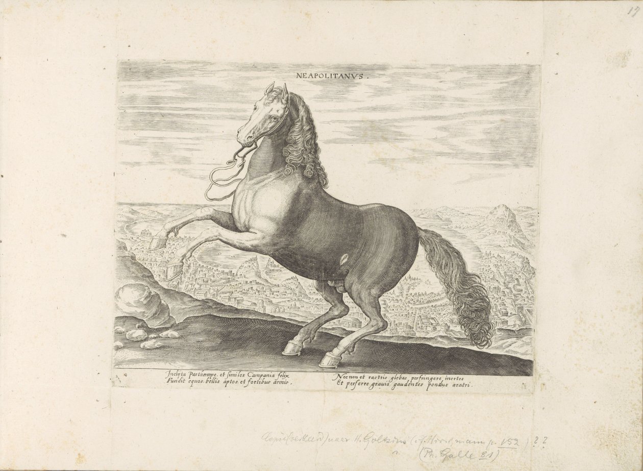 Cavallo di Napoli da Anonymous
