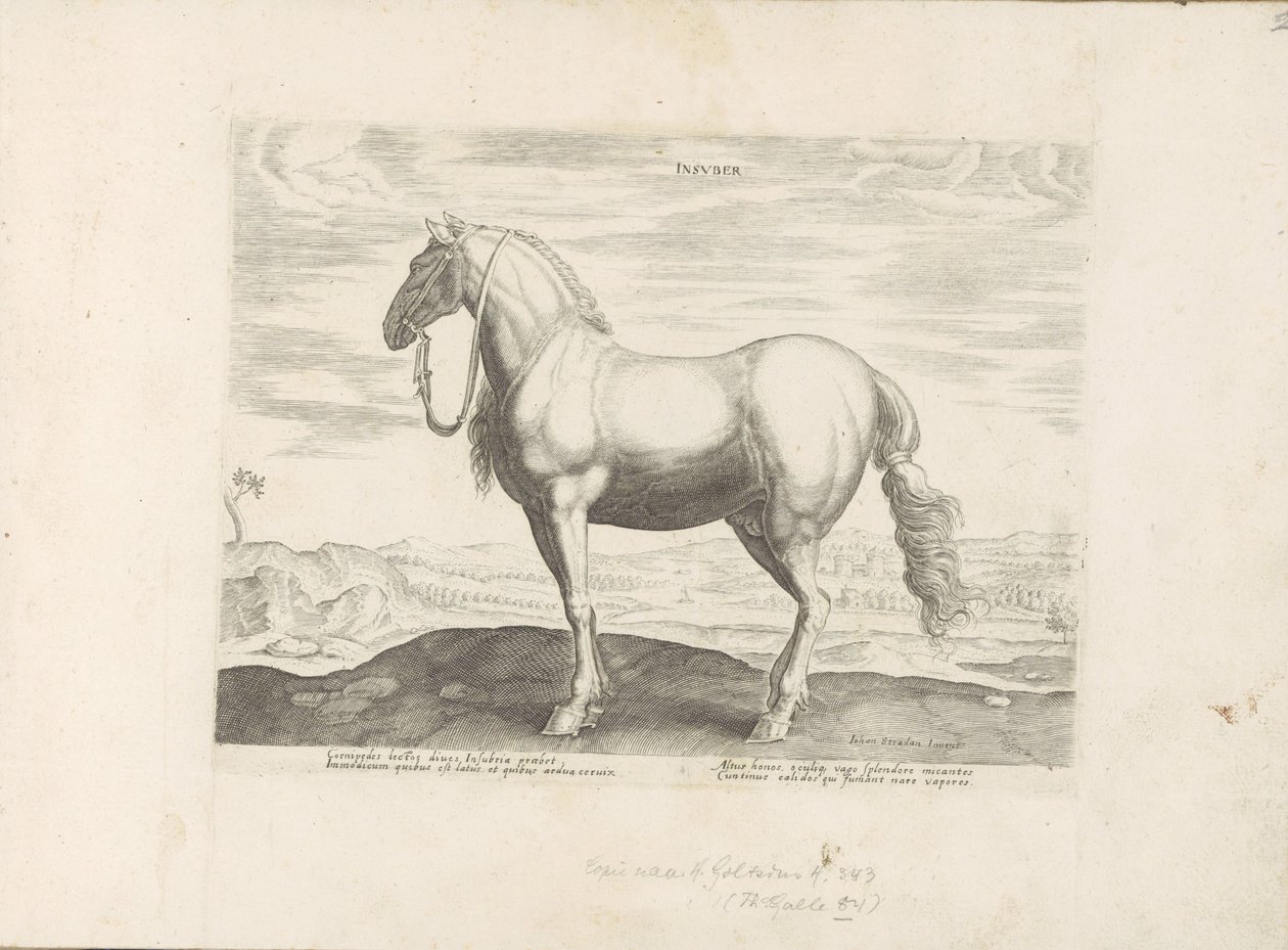 Cavallo del Nord Italia da Anonymous