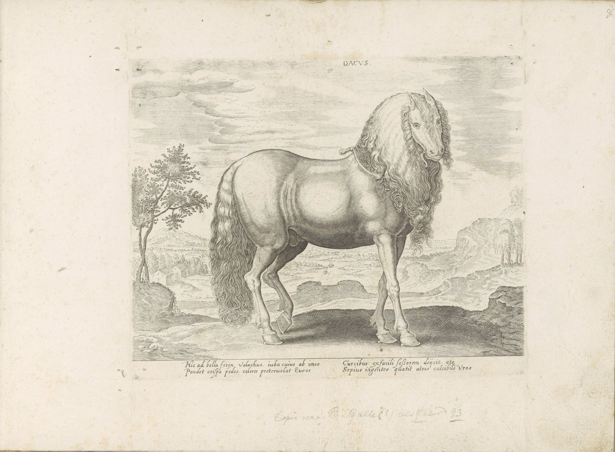 Cavallo dalla Romania (Dacus) da Anonymous