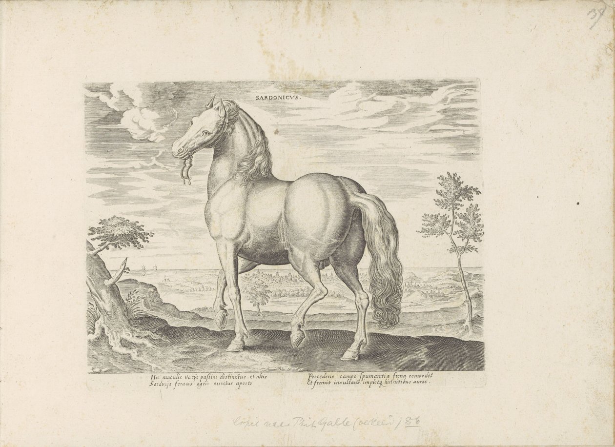 Cavallo della Sardegna da Anonymous