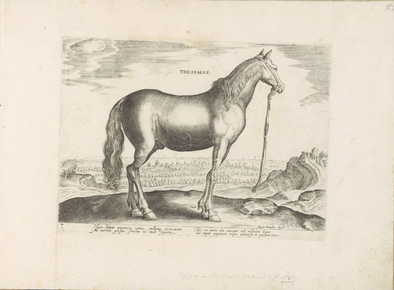 Cavallo della Tessaglia da Anonymous