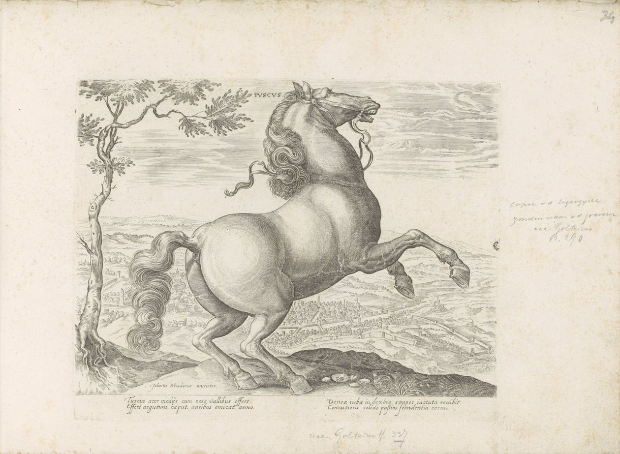 Cavallo toscano da Anonymous