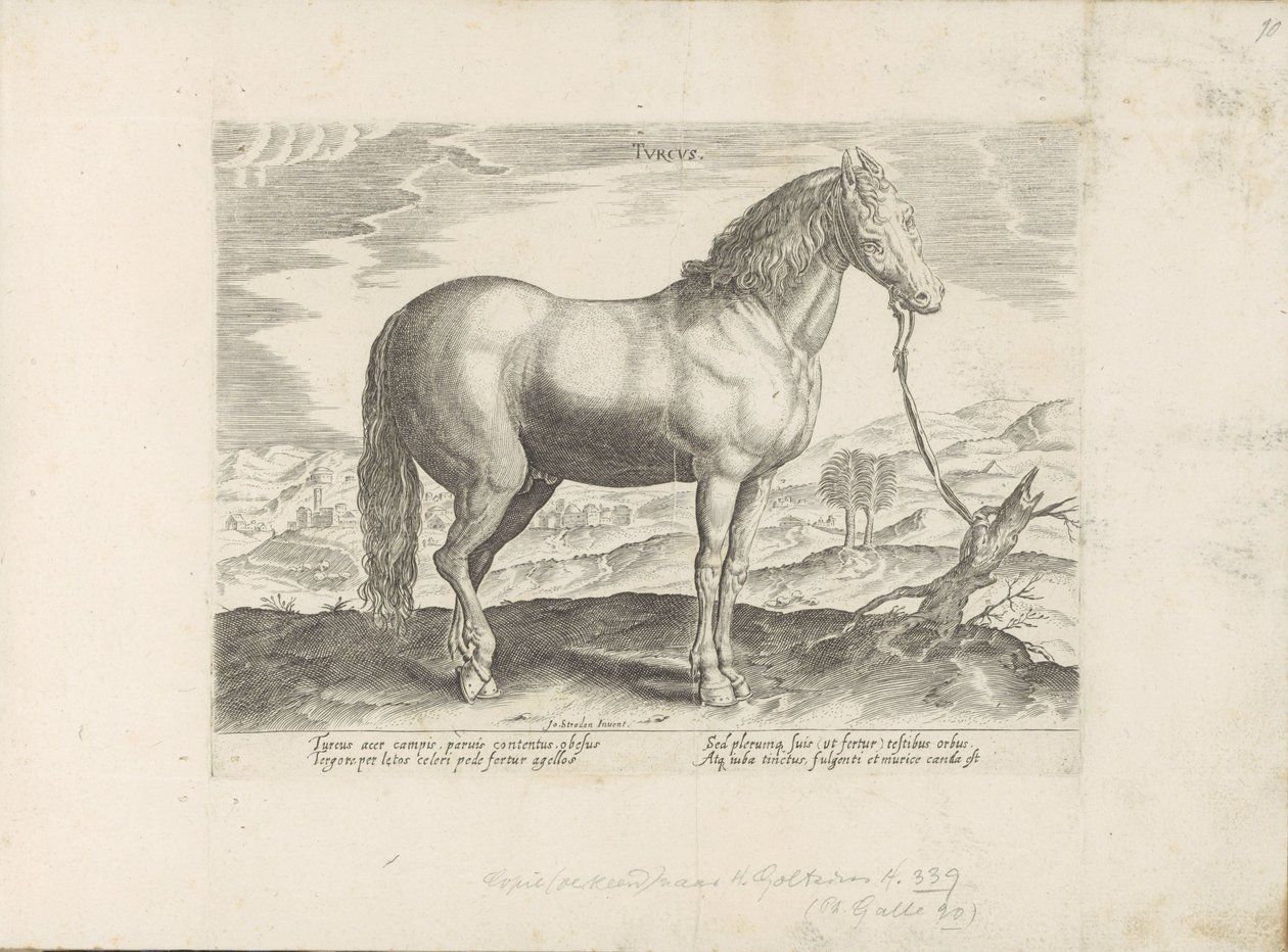 Cavallo dalla Turchia da Anonymous