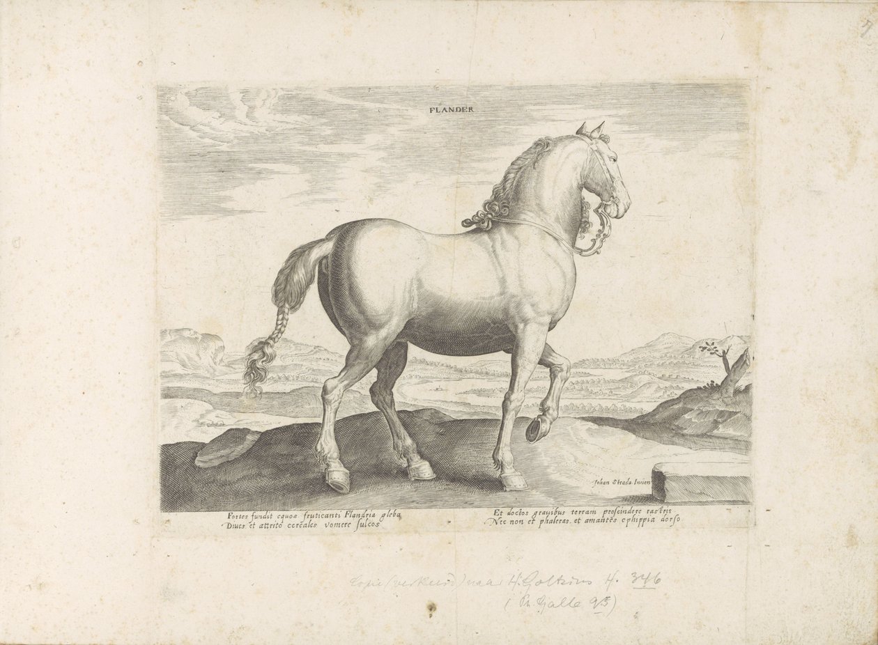 Cavallo delle Fiandre (serie: Razze di cavalli dalle scuderie reali di Don Giovanni d