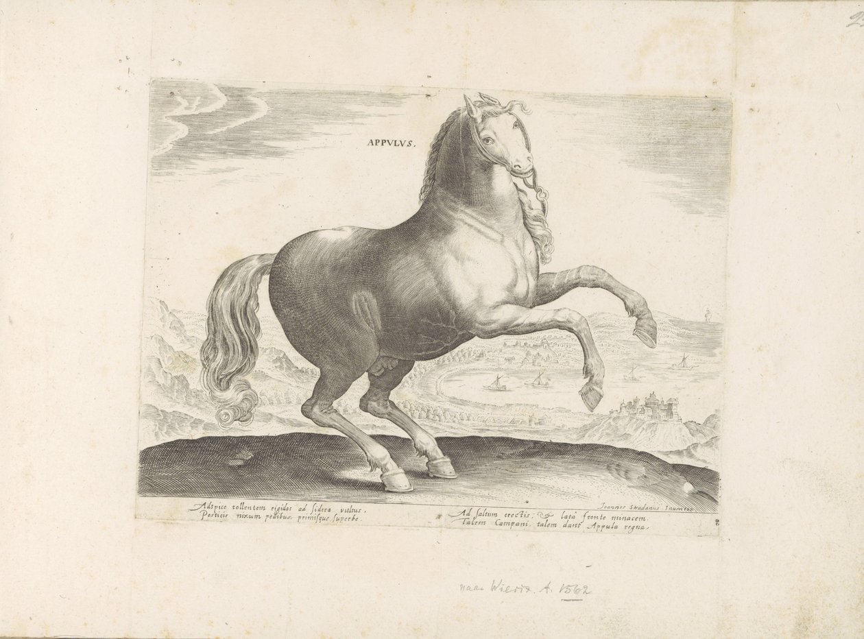 Cavallo dal Sud Italia (Razze di cavalli dalle scuderie reali di Don Giovanni d