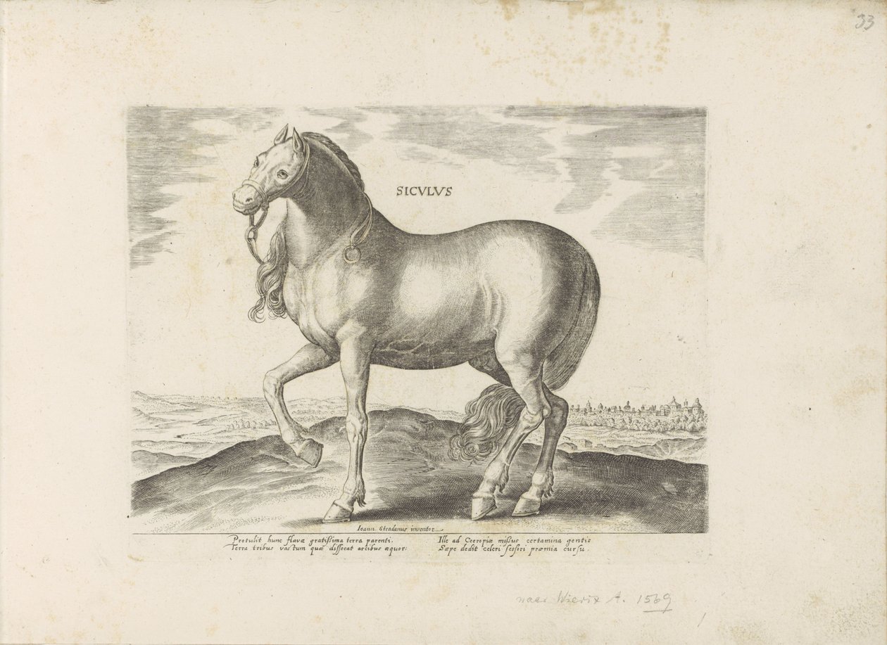 Cavallo di Sicilia da Anonymous